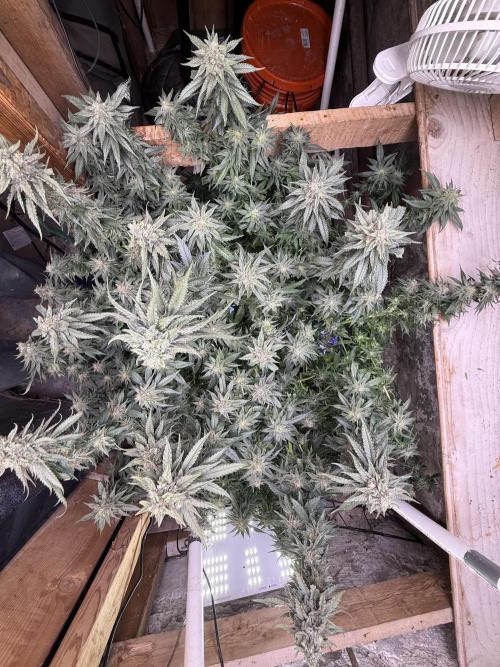 Fruity Pebbles. Week 15