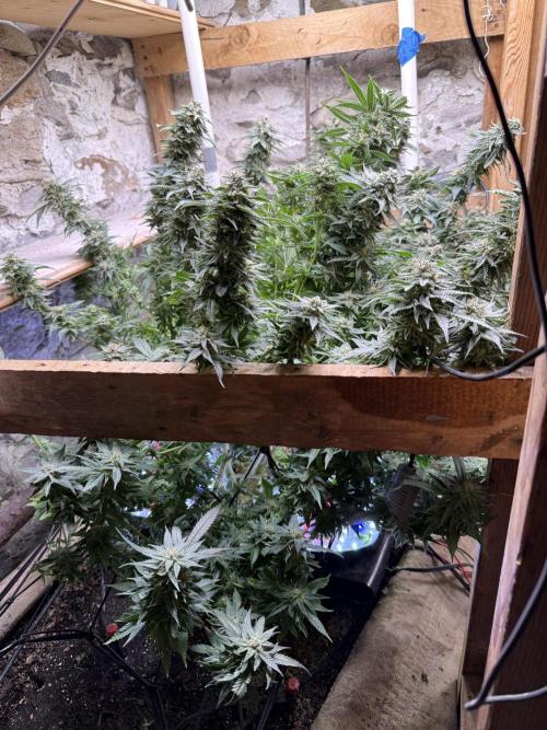 Fruity Pebbles. Week 15