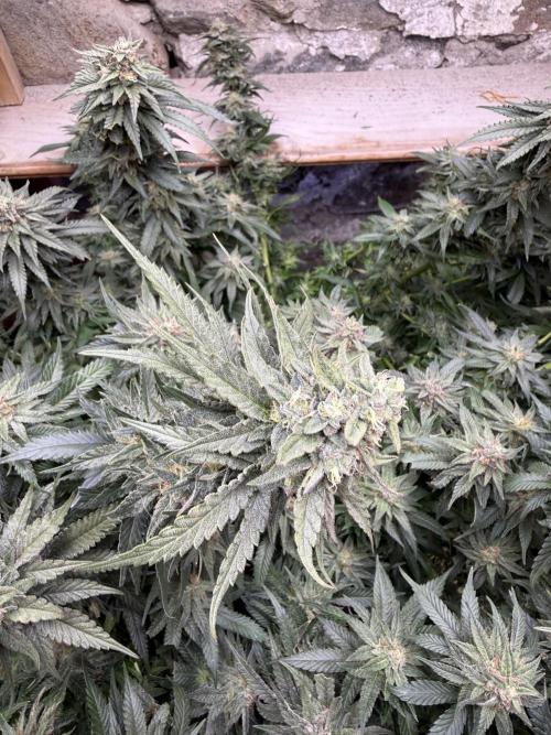 Fruity Pebbles. Week 15