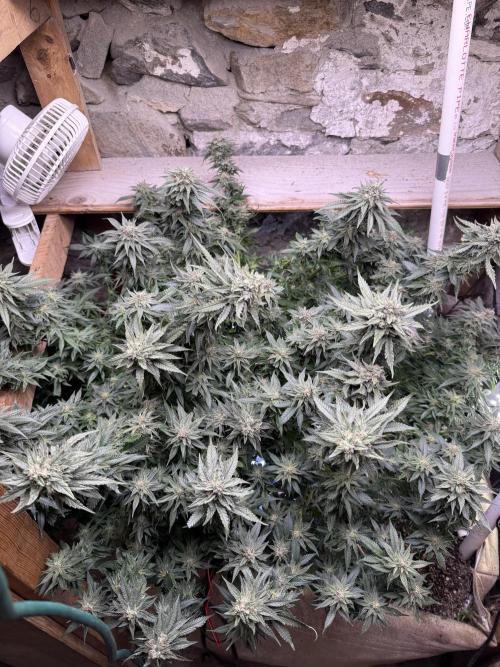 Fruity Pebbles. Week 15