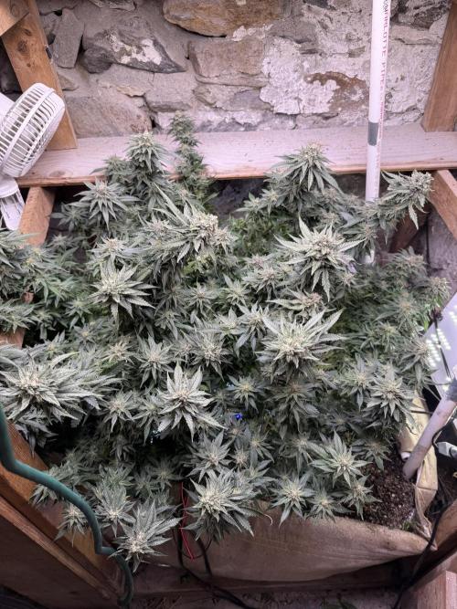 Fruity Pebbles. Week 15