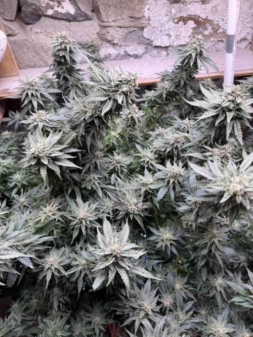 Fruity Pebbles. Week 15