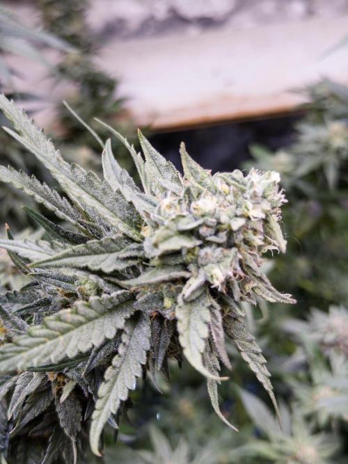 Fruity Pebbles. Week 15