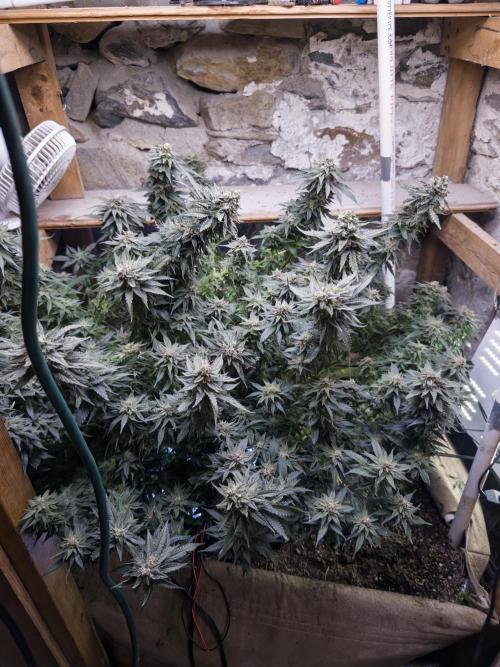 Fruity Pebbles. Week 15