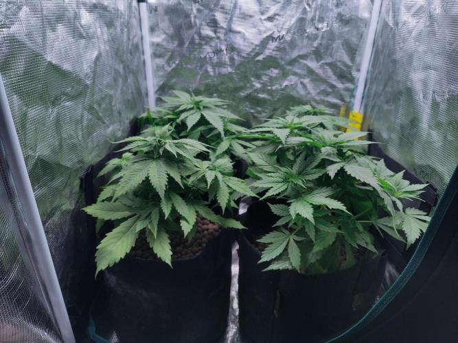 Blueberry auto. Week 4