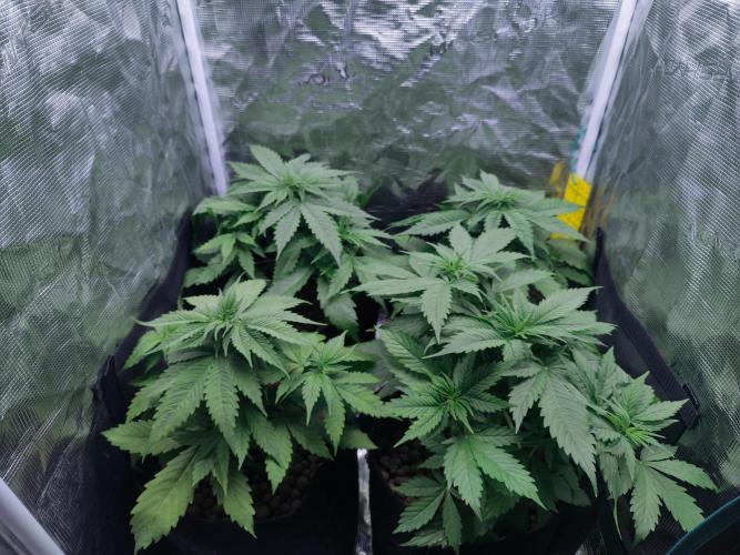 Blueberry auto. Week 4