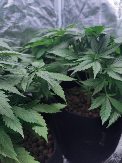 Blueberry auto. Week 4