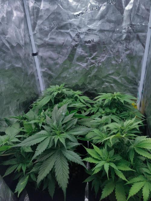 Blueberry auto. Week 5