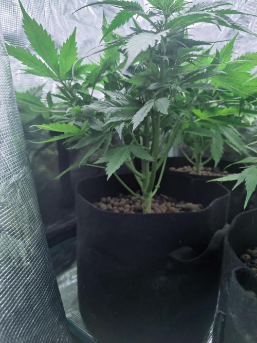 Blueberry auto. Week 5