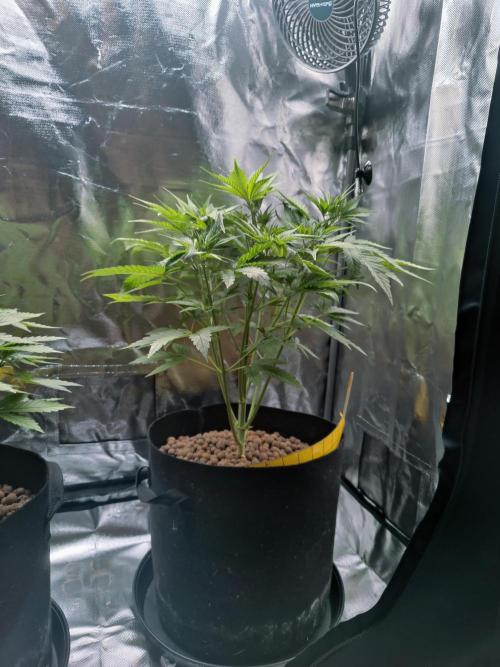 Red Tropicana cookies auto. Week 4