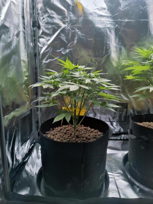 Red Tropicana cookies auto. Week 4