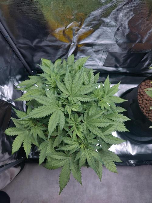 Red Tropicana cookies auto. Week 4