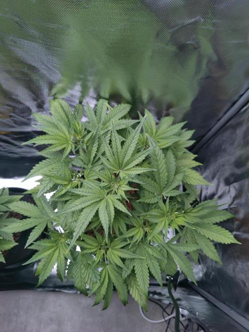 Red Tropicana cookies auto. Week 4