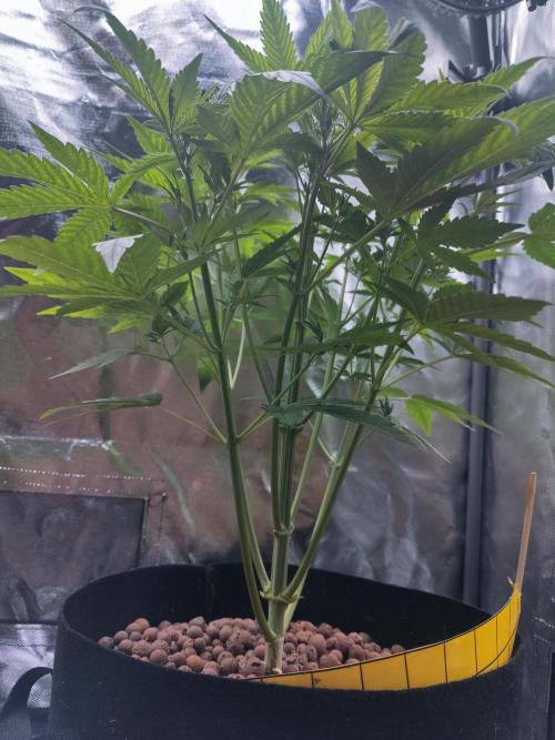 Red Tropicana cookies auto. Week 4