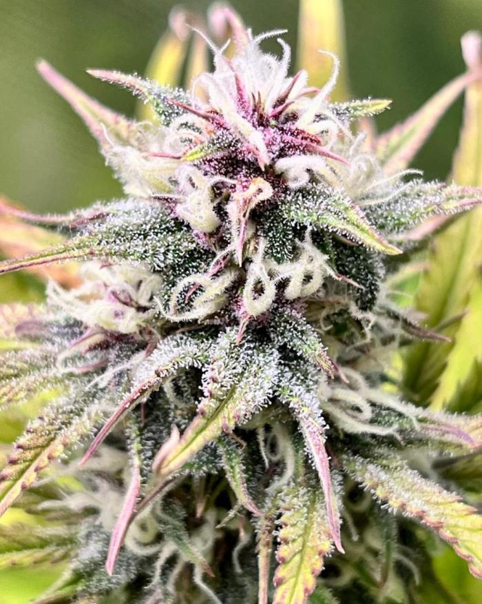 Red Tropicana cookies auto. Week 8