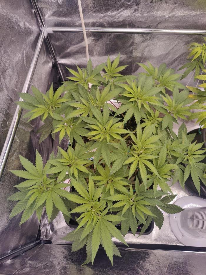 Lemon OG. Week 6