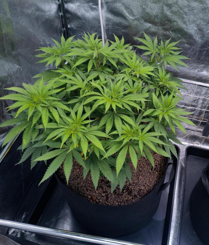 Lemon OG. Week 8