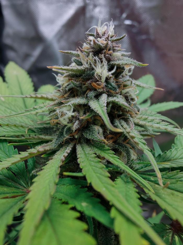 Red Tropicana cookies auto. Week 10