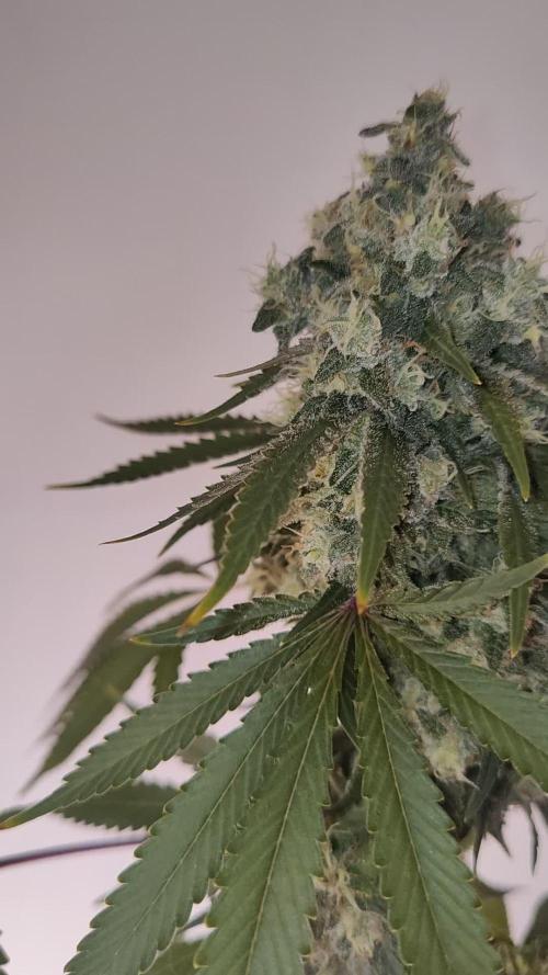 Lemon OG