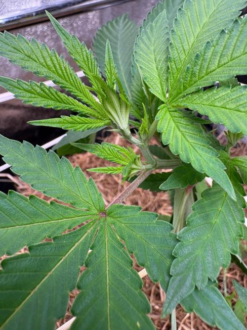 Sour fruit tartare #16. Week 1