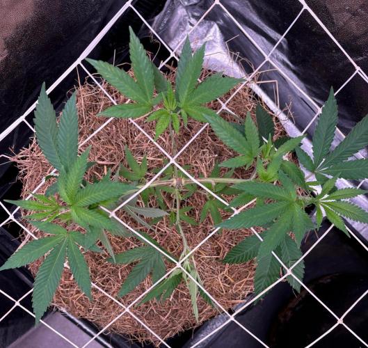 Sour fruit tartare #16. Week 1