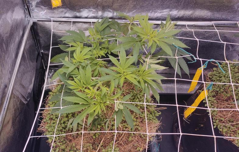 Sour fruit tartare #16. Week 3