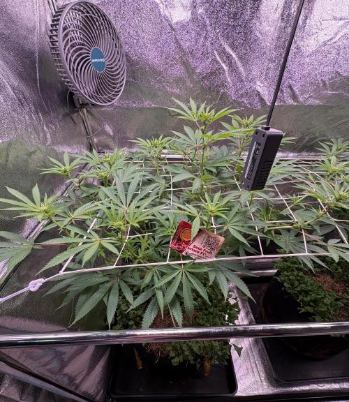 Sour fruit tartare #16. Week 6