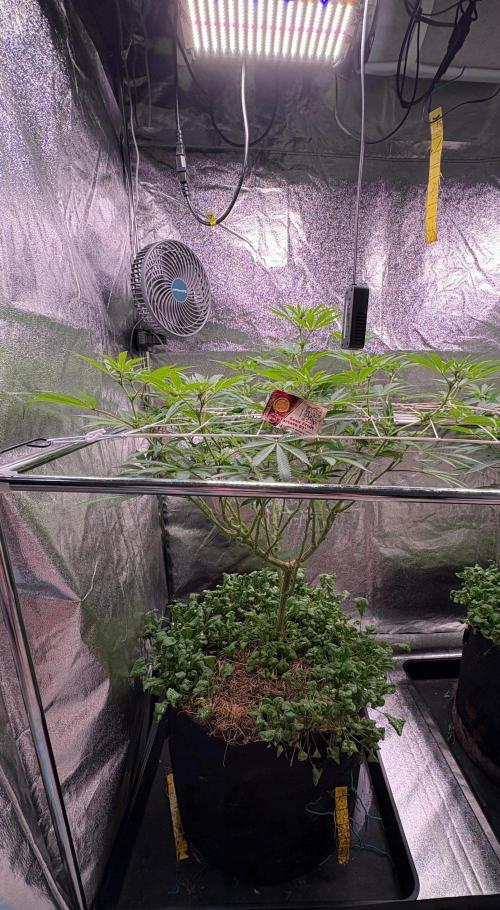 Sour fruit tartare #16. Week 6