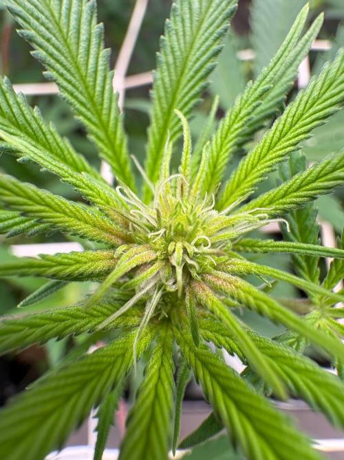 Sour fruit tartare #16. Week 6