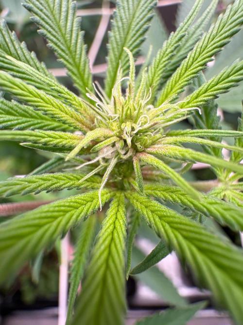 Sour fruit tartare #16. Week 6