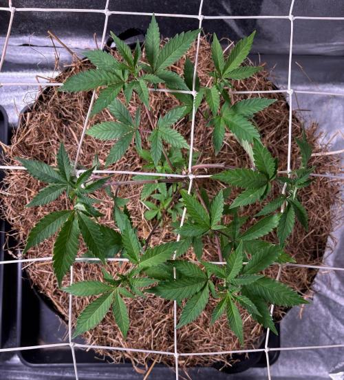 Frozen Biscotti. Week 1