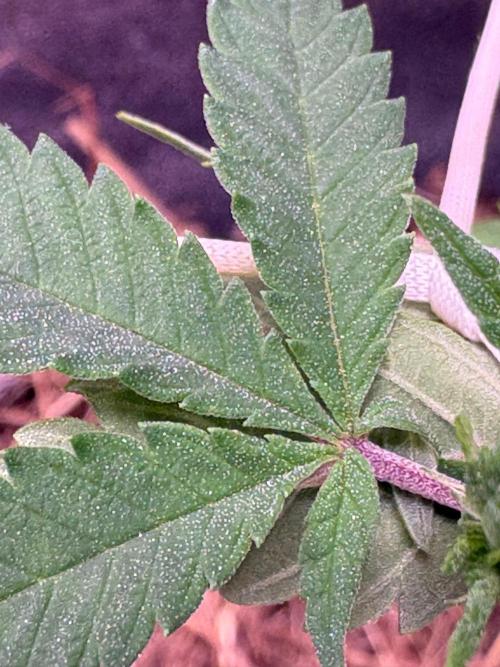 Frozen Biscotti. Week 1