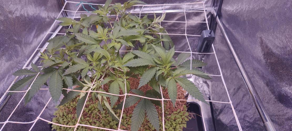 Frozen Biscotti. Week 3