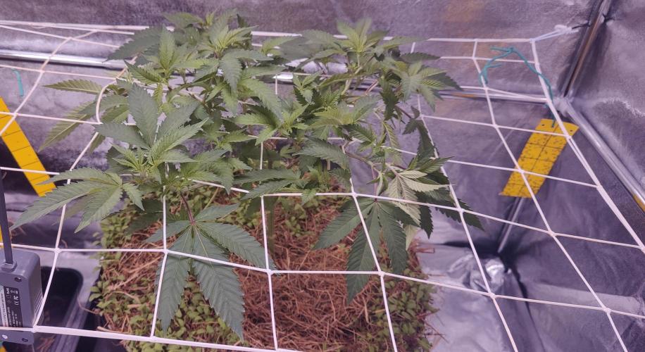 Frozen Biscotti. Week 3