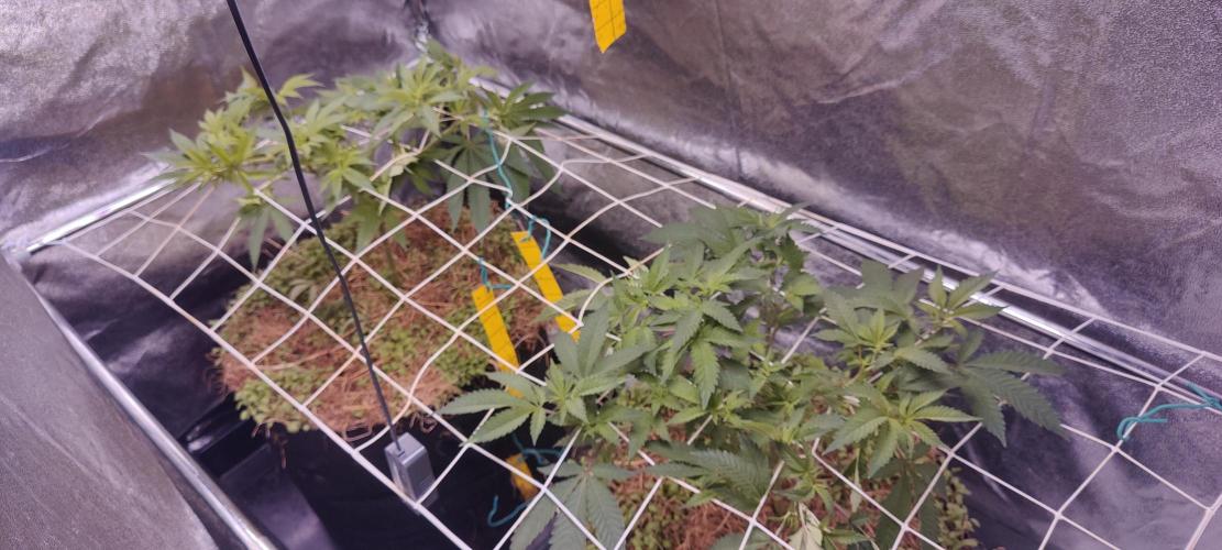 Frozen Biscotti. Week 3