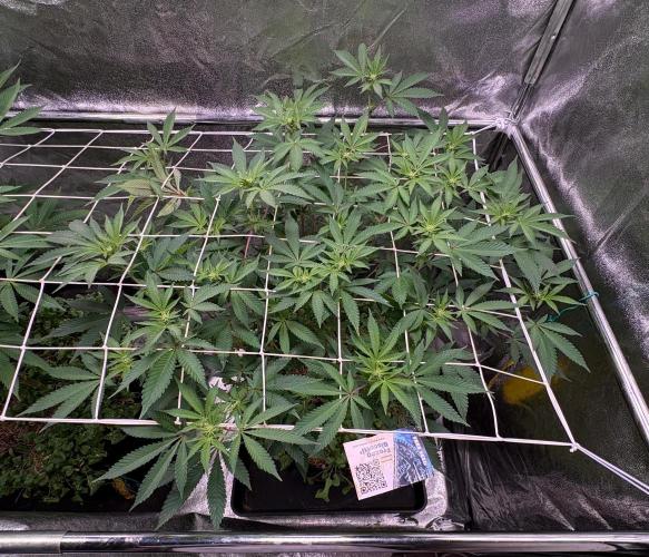 Frozen Biscotti. Week 6