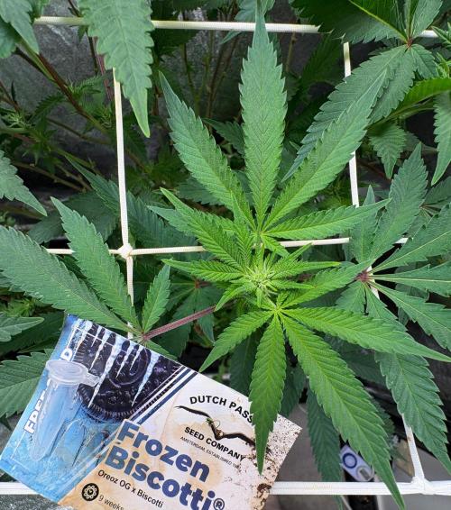 Frozen Biscotti. Week 6