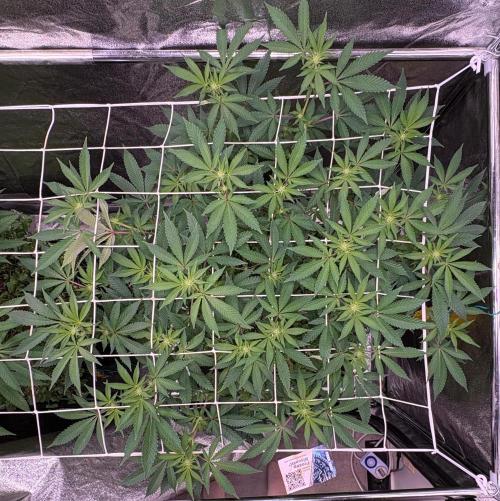 Frozen Biscotti. Week 6