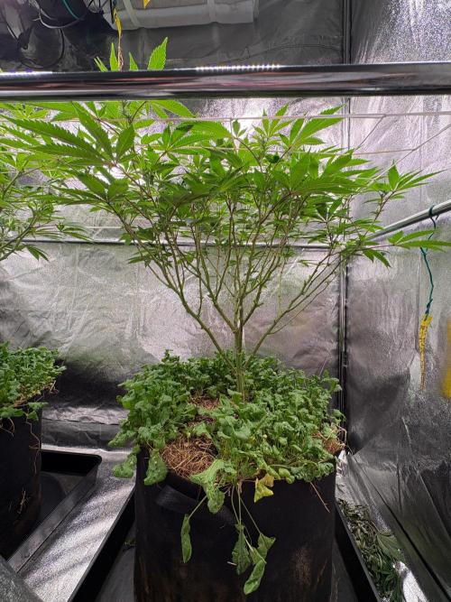 Frozen Biscotti. Week 6