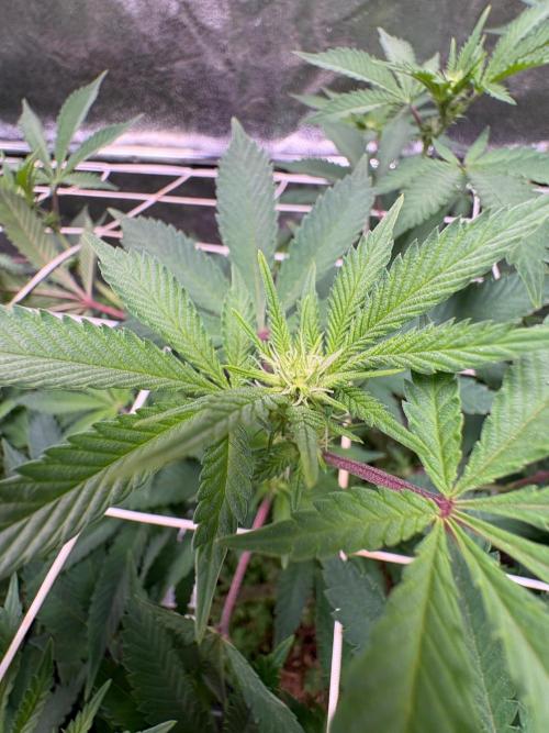 Frozen Biscotti. Week 6