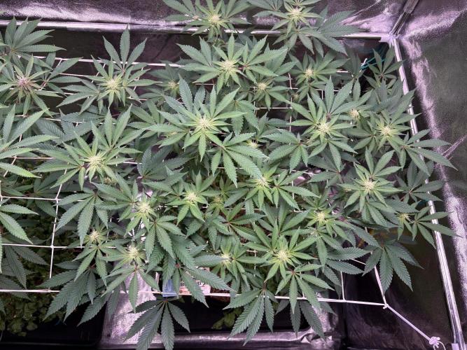 Frozen Biscotti. Week 7