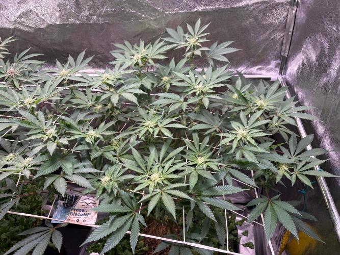 Frozen Biscotti. Week 7