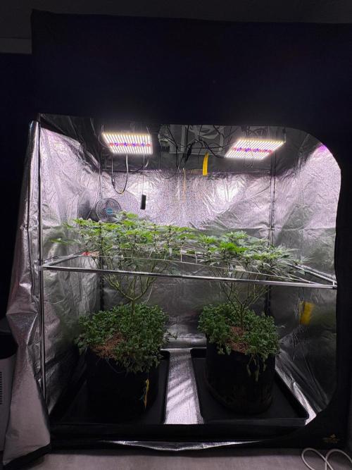 Frozen Biscotti. Week 7