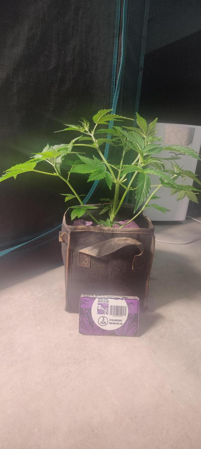 Strawberry Chemdawg OG. Week 5
