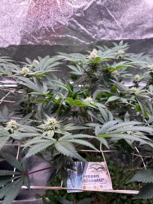 Frozen Biscotti. Week 8