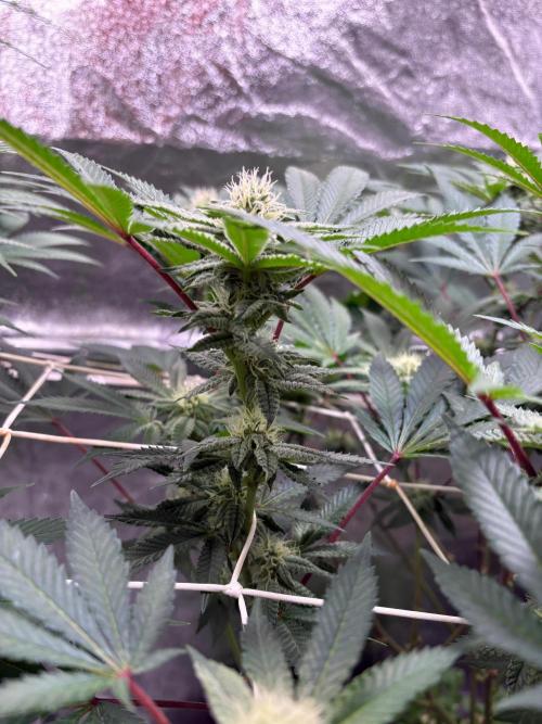 Frozen Biscotti. Week 8