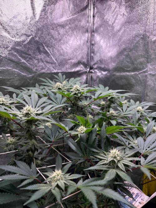 Frozen Biscotti. Week 8