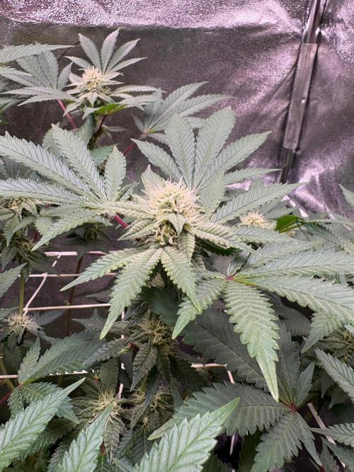 Frozen Biscotti. Week 8