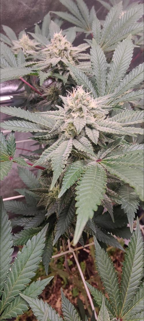 Frozen Biscotti. Week 9