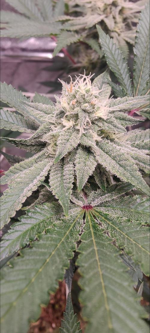 Frozen Biscotti. Week 9
